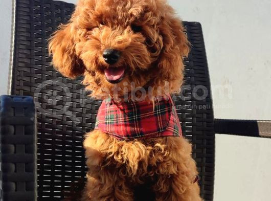Redbrown Toy Poodle Yavruları - Irk Ve Soy Garantili görsel