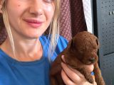 Toy Poodle Yavrular