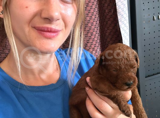 Toy Poodle Yavrular görsel