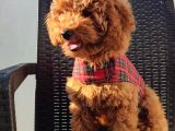 Redbrown Toy Poodle Yavruları - Irk Ve Soy Garantili