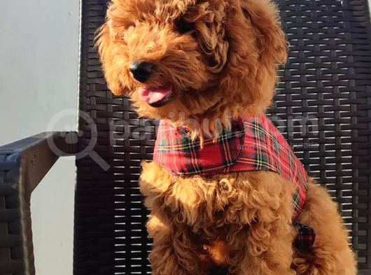 Redbrown Toy Poodle Yavruları - Irk Ve Soy Garantili görsel