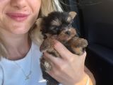 Yorkshire Terrier Yavrular