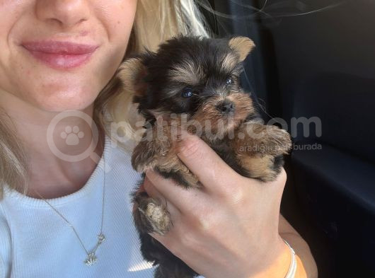Yorkshire Terrier Yavrular görsel