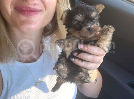 Yorkshire Terrier Yavrular görsel