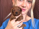Toy poodle Yavrular