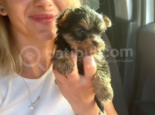 Yorkshire Terrier Yavrular