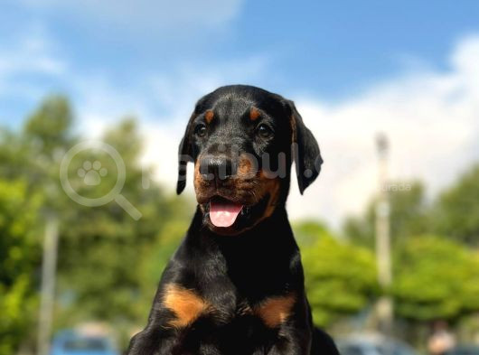 Üst Kalite King Doberman Yavruları Kızıl Siyah görsel