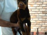 Üst Kalite King Doberman Yavruları Kızıl Siyah