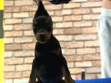 Üst kalite king doberman yavruları Kızıl siyah