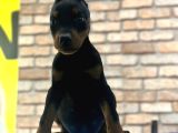 Üst Kalite King Doberman Yavruları Kızıl Siyah