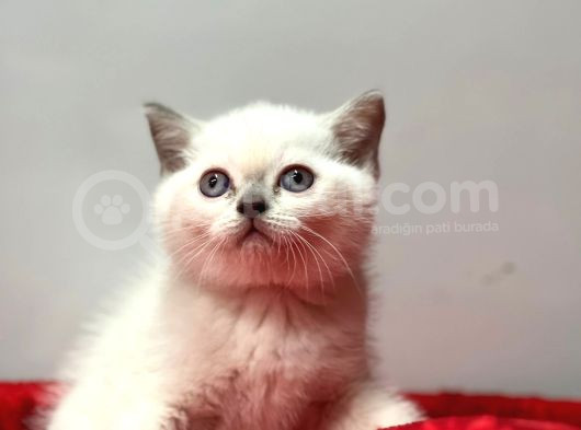 Safkan Bri̇tti̇sh Shorthai̇r Blue Poi̇nt Yavrular görsel