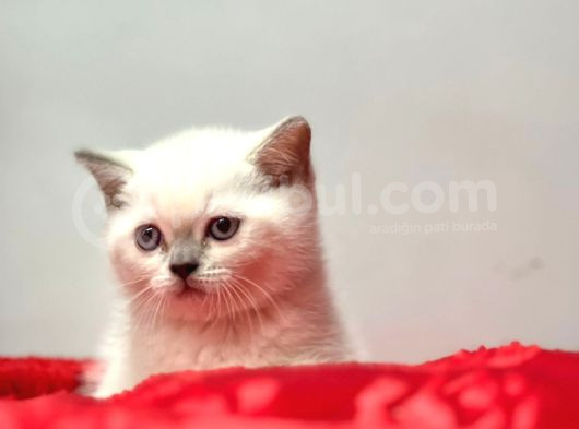 Safkan Bri̇tti̇sh Shorthai̇r Blue Poi̇nt Yavrular görsel