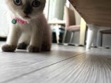 2 Buçuk Aylık Scottish Fold