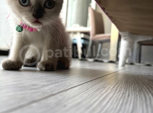 2 Buçuk Aylık Scottish Fold görsel