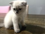 2 Buçuk Aylık Scottish Fold