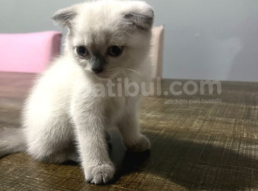 2 Buçuk Aylık Scottish Fold görsel