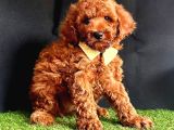 Koreni̇n Teacup Poodle Bebekleri̇