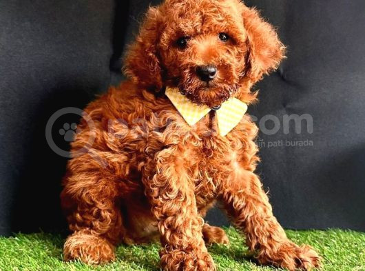 Koreni̇n Teacup Poodle Bebekleri̇ görsel