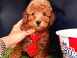 Koreni̇n Teacup Poodle Bebekleri̇