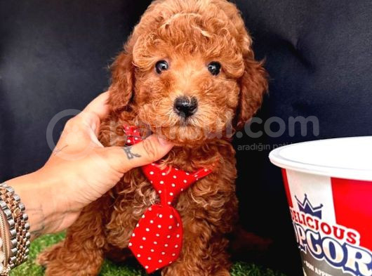 Koreni̇n Teacup Poodle Bebekleri̇ görsel