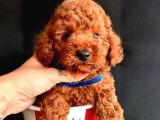 Koreni̇n Teacup Poodle Bebekleri̇