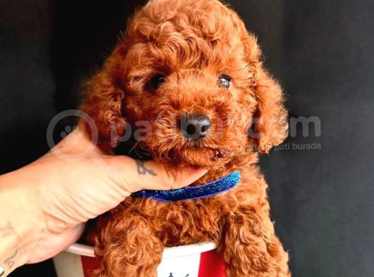 Koreni̇n Teacup Poodle Bebekleri̇ görsel