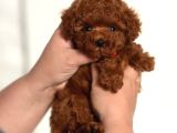 Aşılı Toy Poodle Bebeklerimiz