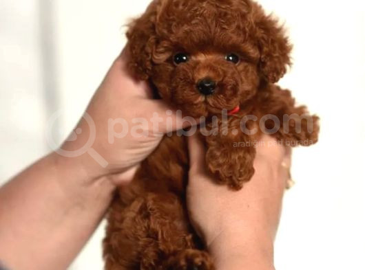 Aşılı Toy Poodle Bebeklerimiz görsel