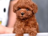 Aşılı toy poodle bebeklerimiz