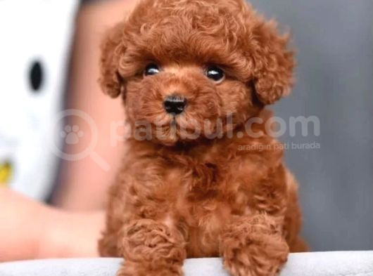 Aşılı Toy Poodle Bebeklerimiz