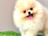 AYICIK SURATLI BASIK BURUNLU POMERANİAN BOO YAVRULAR