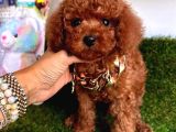 KORENİN TEACUP POODLE BEBEKLERİ