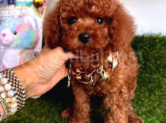 Koreni̇n Teacup Poodle Bebekleri̇
