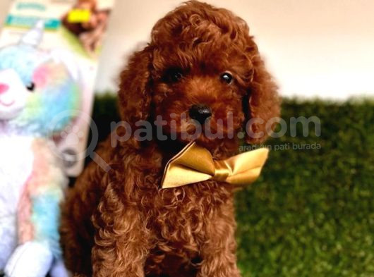 Koreni̇n Teacup Poodle Bebekleri̇ görsel