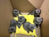 Efsane Kırık Kulak Scottish Fold Yavrularım
