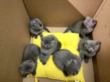 efsane kırık kulak scottish fold yavrularım