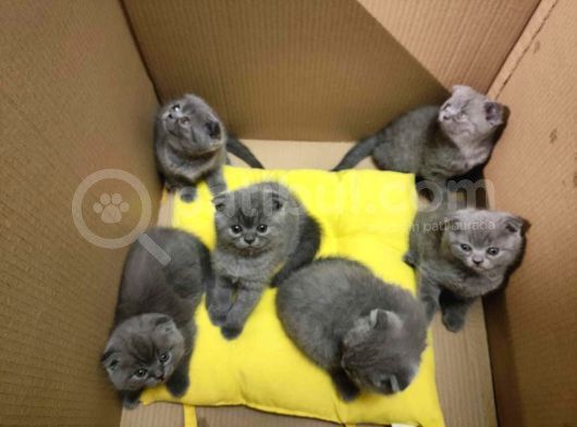 Efsane Kırık Kulak Scottish Fold Yavrularım