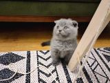 Efsane Kırık Kulak Scottish Fold Yavrularım