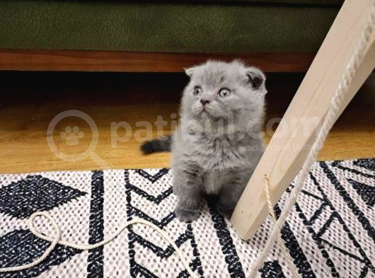Efsane Kırık Kulak Scottish Fold Yavrularım görsel