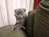 Efsane Kırık Kulak Scottish Fold Yavrularım