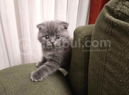 Efsane Kırık Kulak Scottish Fold Yavrularım görsel