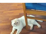 Acil-1 Yasinda Scottish Fold-Erkek-Kisir