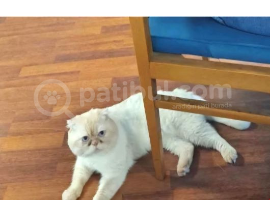 Acil-1 Yasinda Scottish Fold-Erkek-Kisir görsel