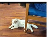 Acil-1 Yasinda Scottish Fold-Erkek-Kisir
