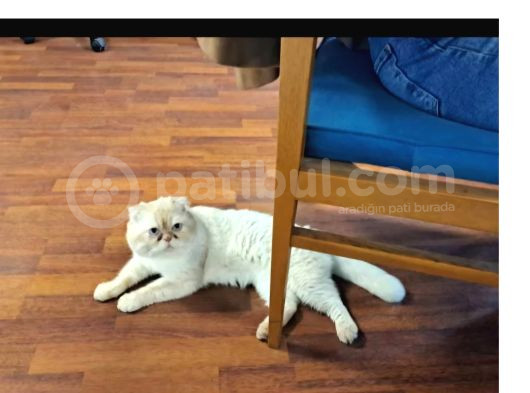 Acil-1 Yasinda Scottish Fold-Erkek-Kisir görsel