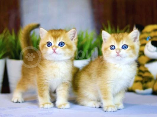 Lisanslı Üretim Evinden British Shorthair Golden