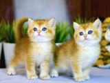 Lisanslı Üretim Evinden British Shorthair Golden