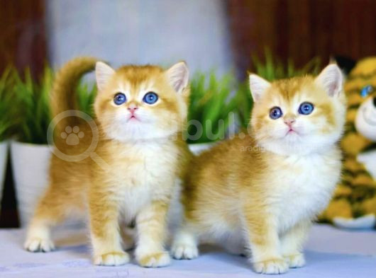 Lisanslı Üretim Evinden British Shorthair Golden görsel