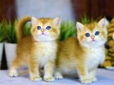 Lisanslı Üretim Evinden British Shorthair Golden