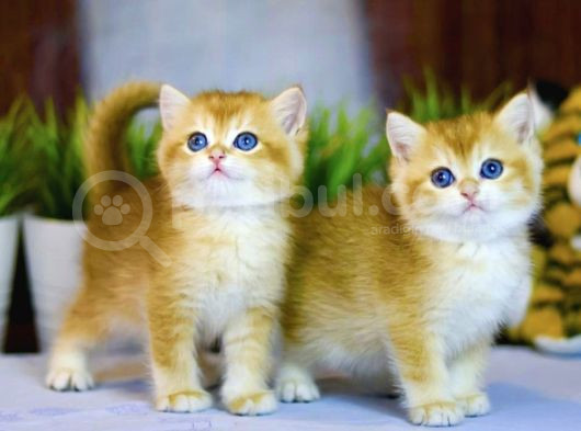 Lisanslı Üretim Evinden British Shorthair Golden görsel